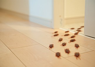 Begini Caranya Kecoa Masuk Ke Dalam Rumah Ketika Hujan