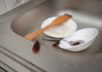 Selain Pipa Pembuangan, Ini Juga Jadi Tempat Favorit Kecoa Bersembunyi