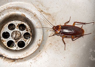 Pusing Bagaimana Cara Mengusir Kecoa Kotor Di Rumah? Usir dengan Cara Ini!